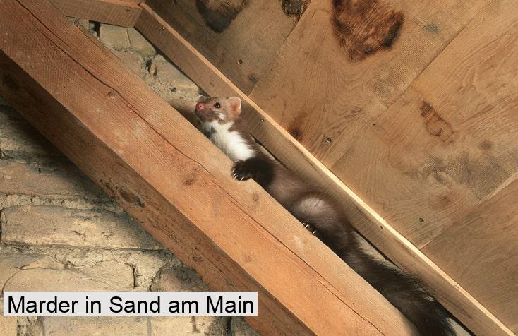 Marder in Sand am Main